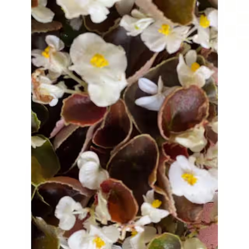 1.38 Pt. Begonia Bronze Leaf White Flower in 4.5 In. Grower’S Pot (4-Plants)