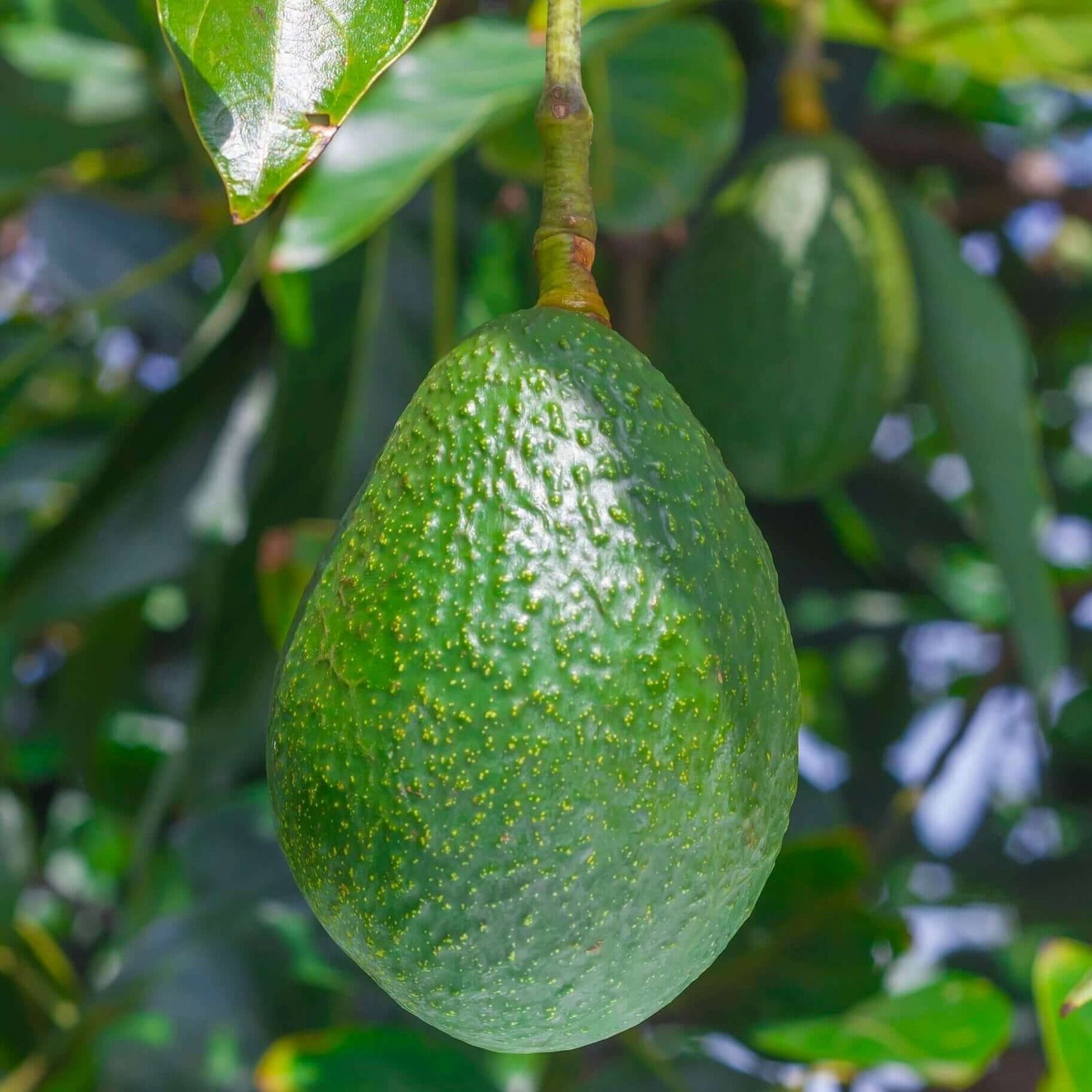 Live Avocado Plant Ready to Plant Healthy Fruit Tree Outdoor