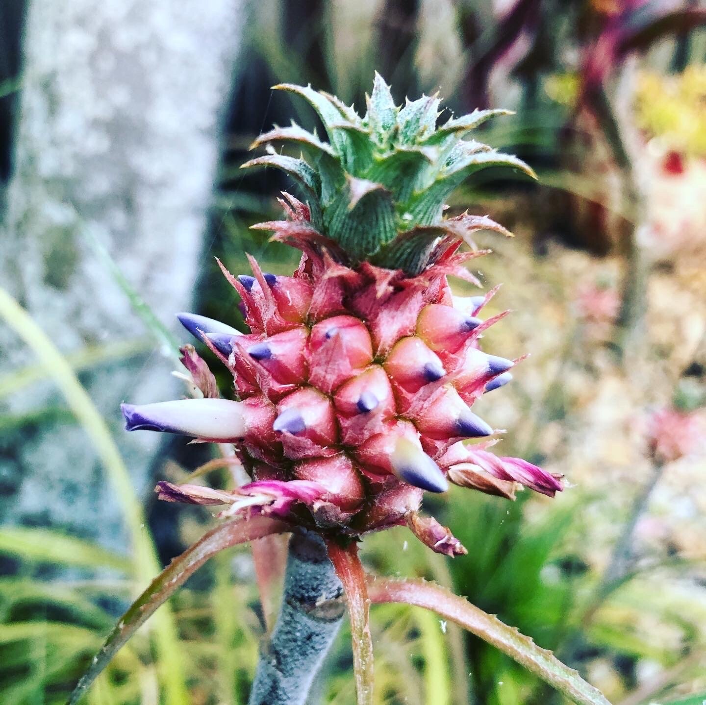 Ananus Nanus Mini Dwarf Pineapple Bromeliad-Mature Plant