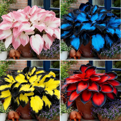 Hosta Seeds, 200+ Blue Purple Red Hosta Seeds, Multi-Use Landscaping, Perennial.