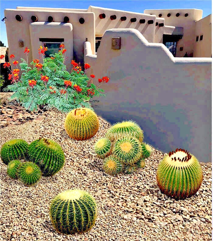 25 Golden Barrel Ball Cactus Seeds Echinocactus grusonii Flowering Cacti Plant