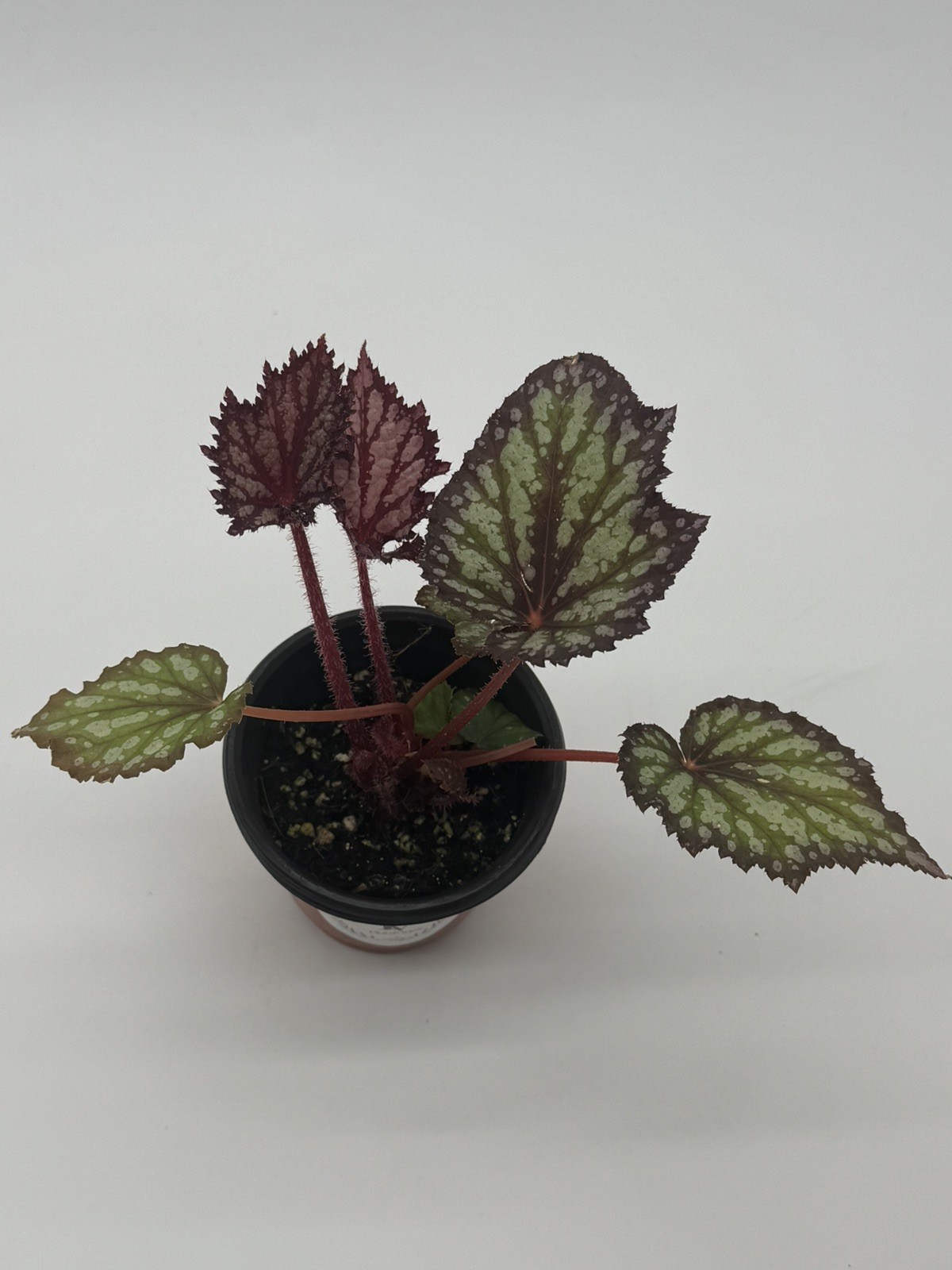 Begonia Summer Storm Live Plant 4″ Pot Rare Rex Begonia Houseplant FloraVines