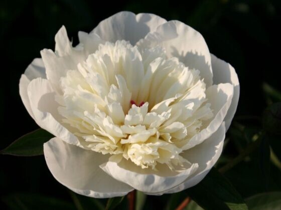 Peony/paeonia plant ‘Immaculee’ 3/5 eye bare root Shipping Oct 2025