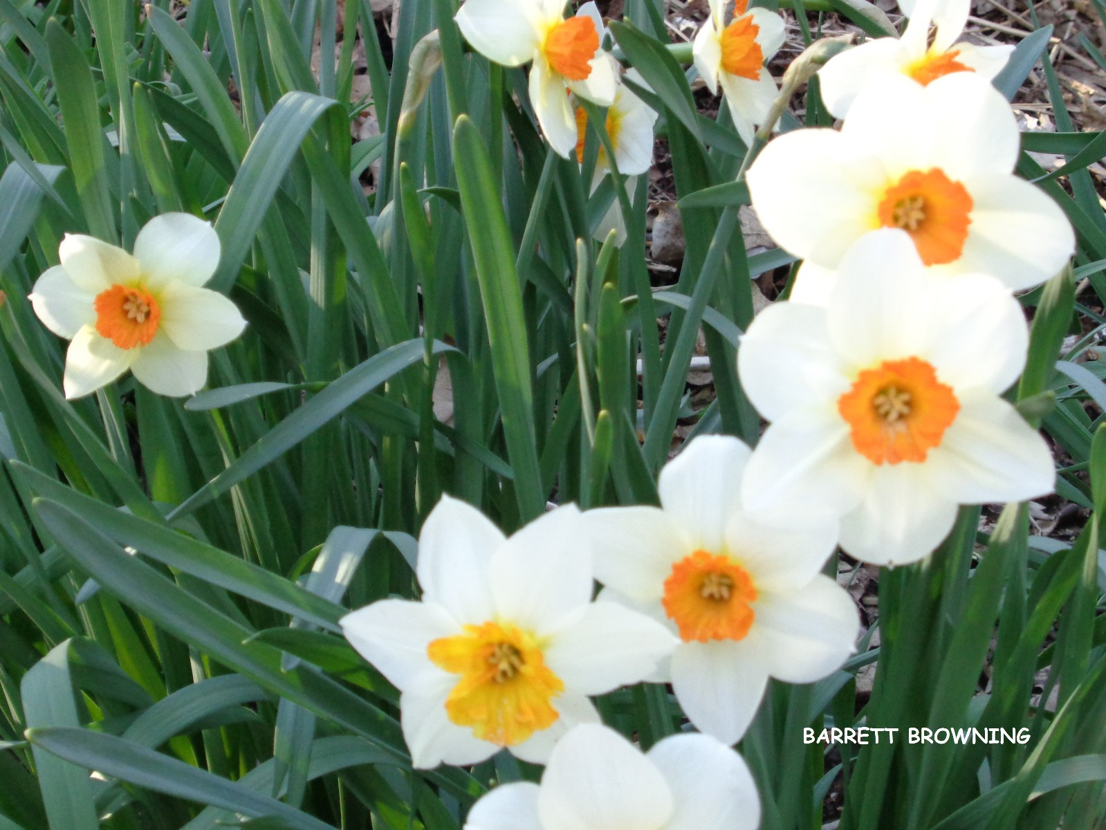 12 DAFFODIL BULBS variety BARRETT BROWNING Narcissus Jonquils FromMyGarden *READ