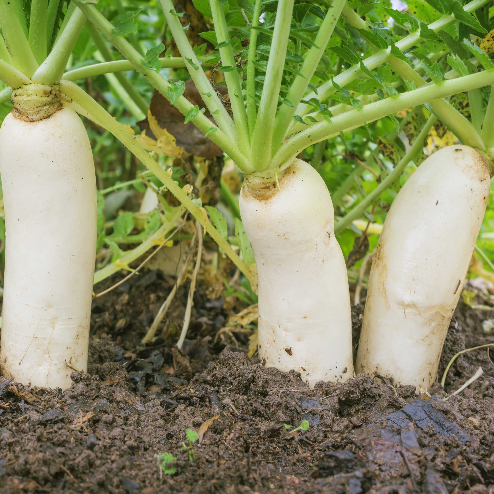 1 OZ Daikon Radish Seeds For Cover Crop Planting