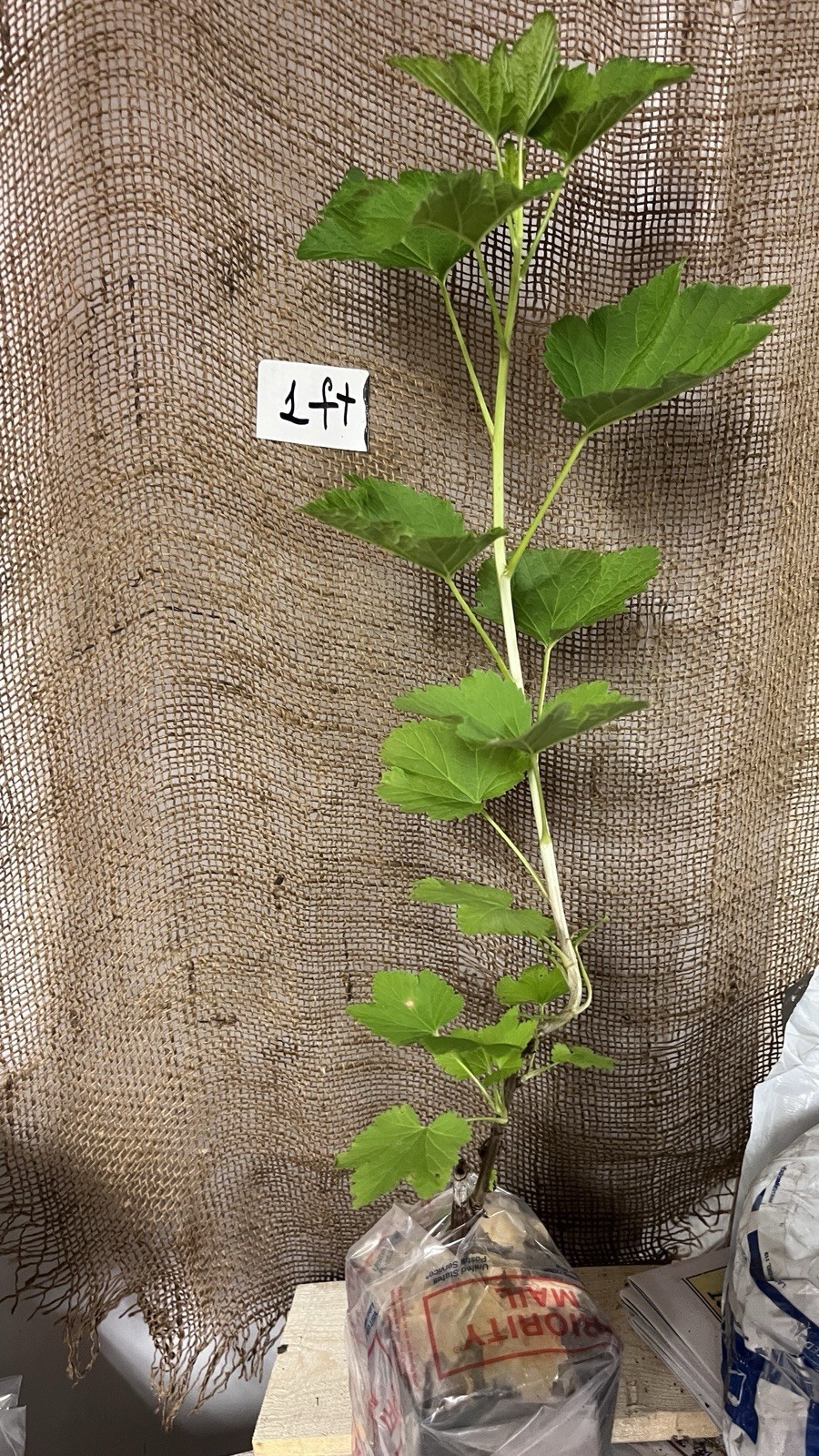 12-18″ tall Gloire de Sablons Pink Currant Rooted Cutting dormant plant