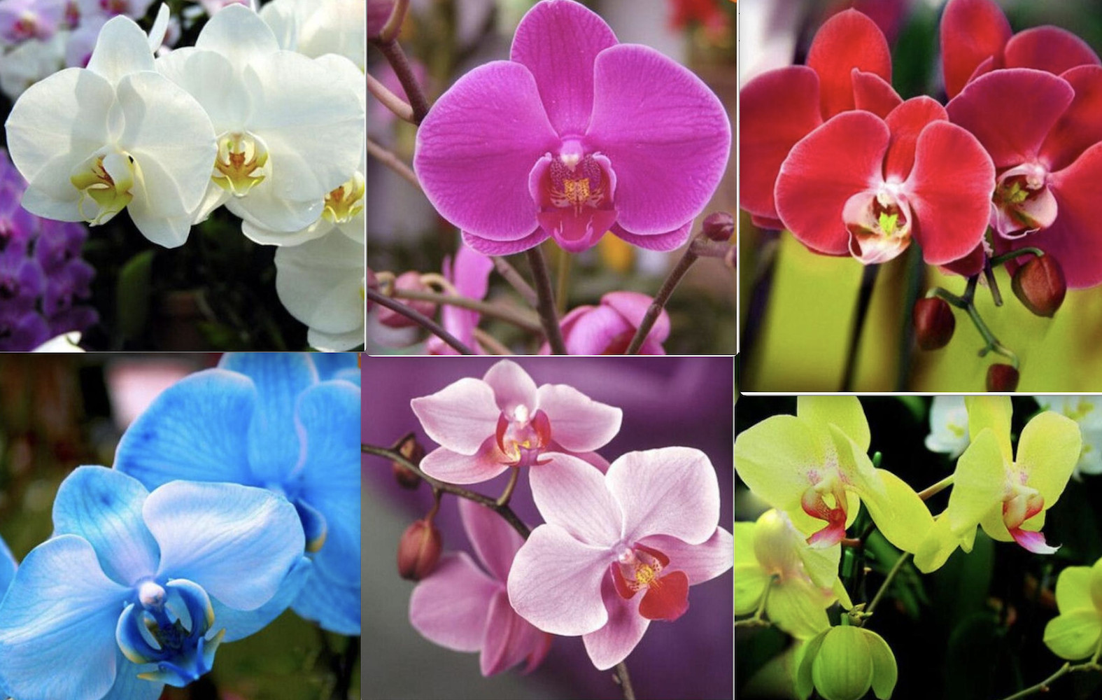 (10) ORCHID SEEDS rare exotic flower bloom for house plant USA SELLER W/TRACK