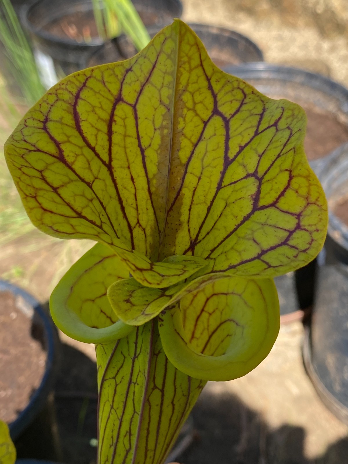 S. flava var ornata ‘Black Veins’ F1, Bulloch Co. GA Medium-Small Divisions