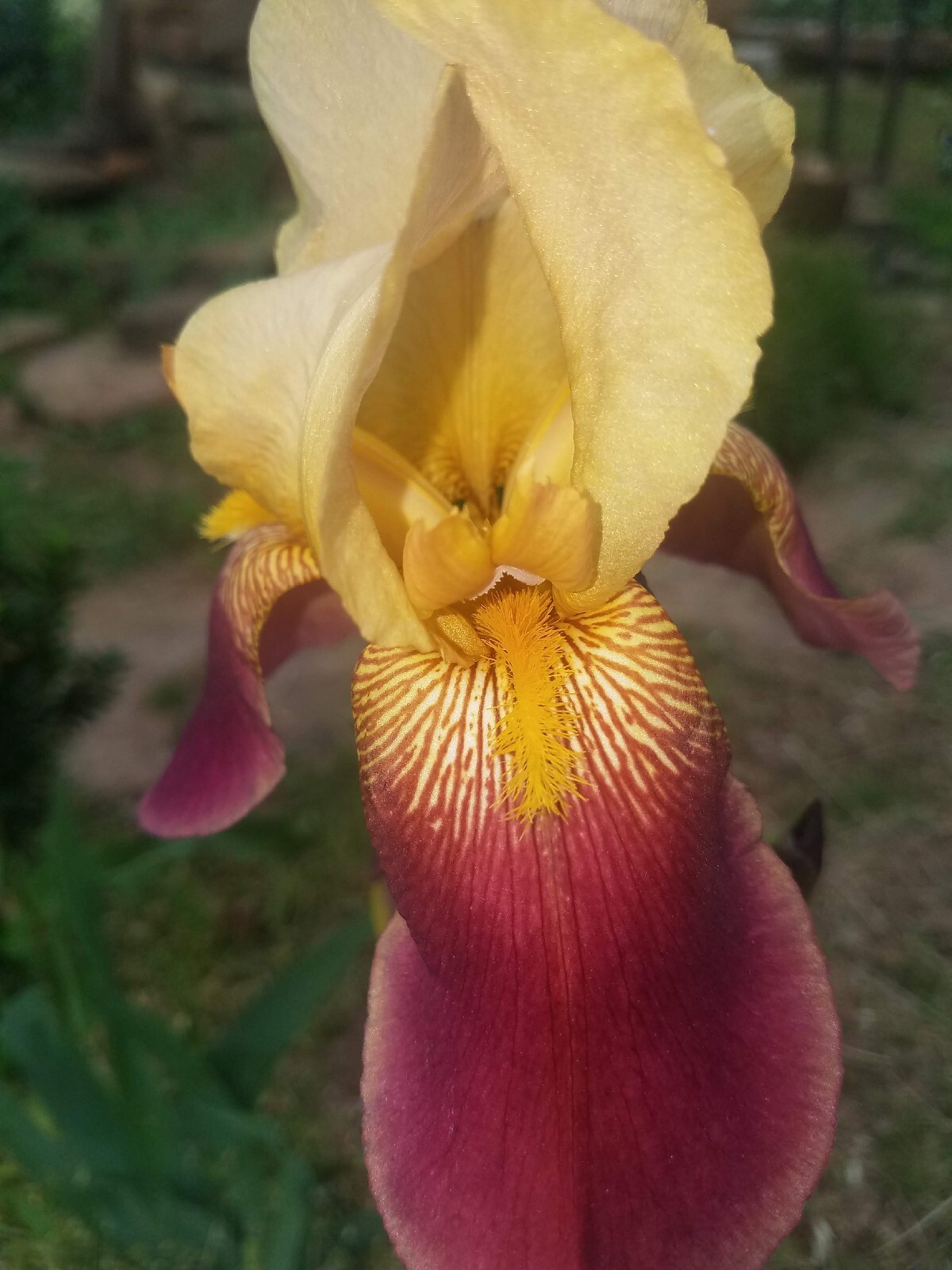 20x MIXED VARIETIES/COLORS BEARDED IRIS BULBS RHIZOMES