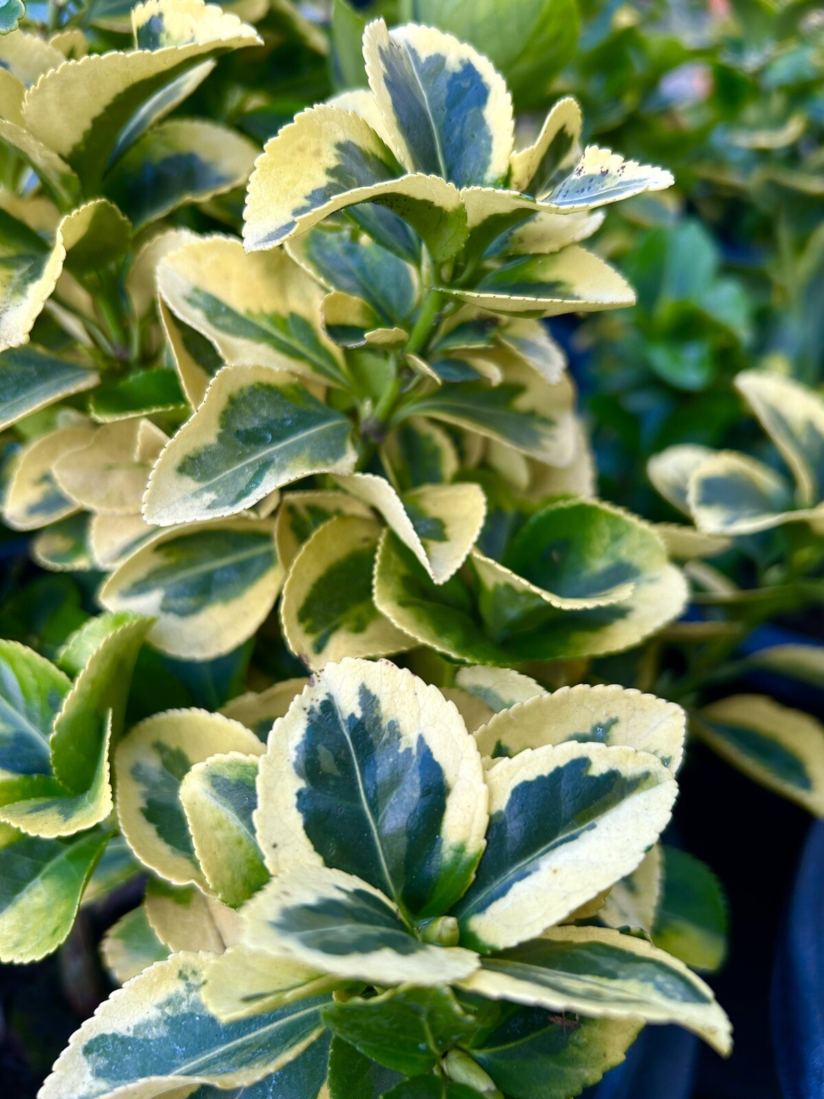 Golden Euonymus, Euonymus Fortunei – 10 Cuttings – USA