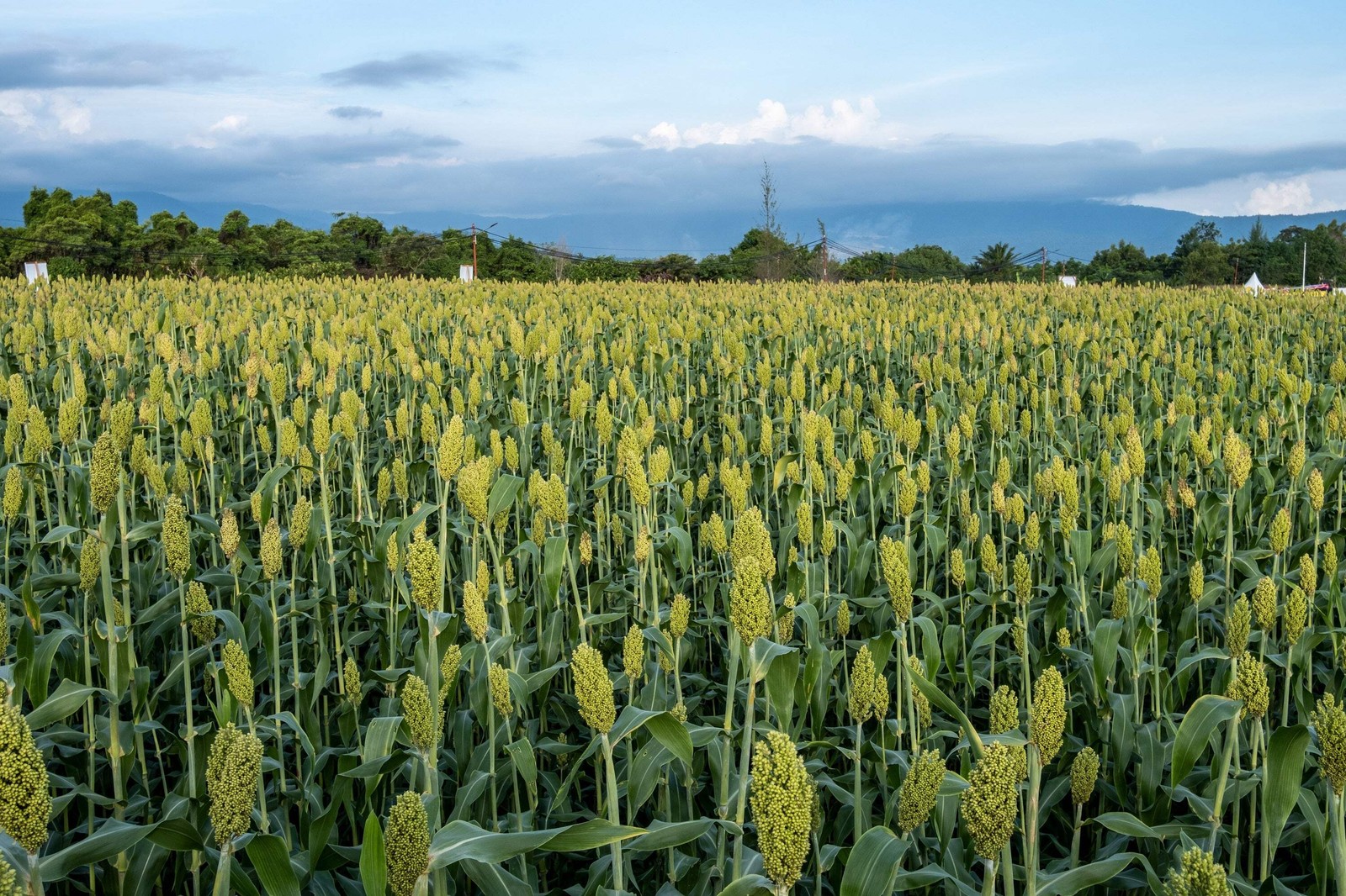 50 MENNONITE SORGHUM Sugar Cane Sorghum Bicolor Grain Vegetable Seeds *Flat Ship
