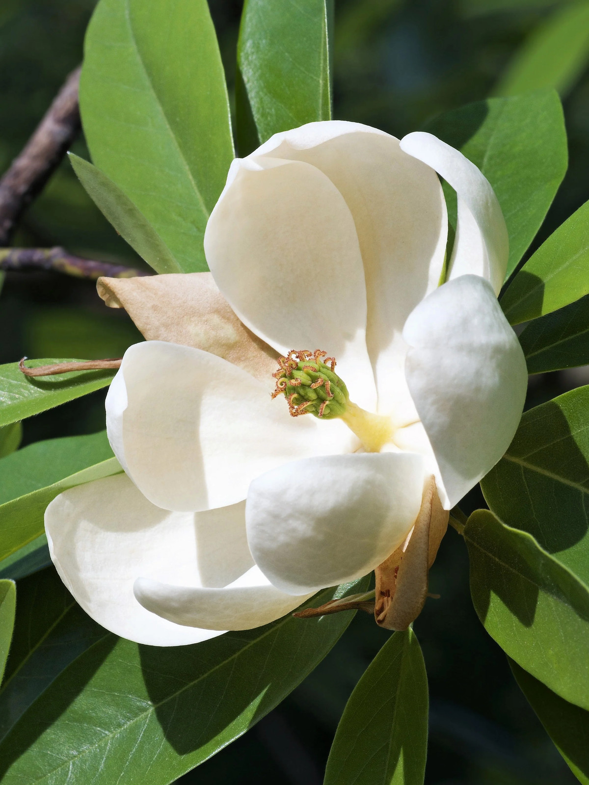 10 SWEETBAY MAGNOLIA Virginiana TREE Shrub Native Laurel White 3″ Flower Seeds