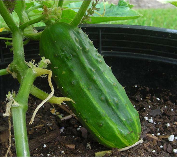 Spacemaster Cucumber Seeds HEIRLOOM – NON GMO Fresh Seeds for Your Garden