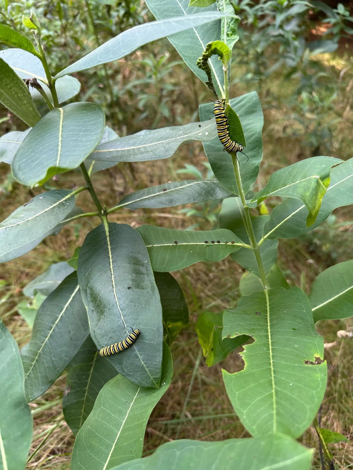 Milk weed leaves- monarch butterfly