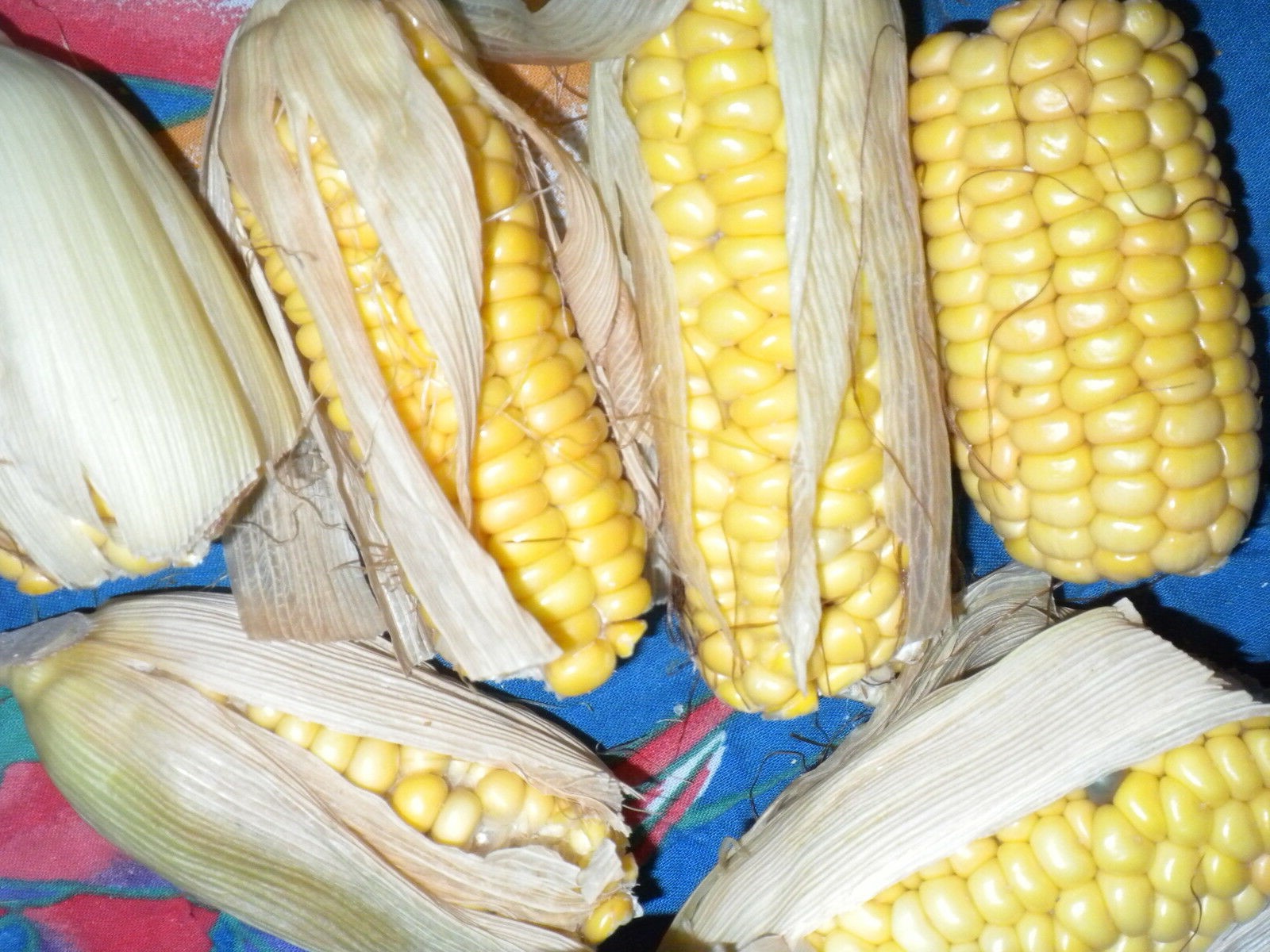 25 China Rainbow sticky waxy high glutinous Asian Corn imported seeds non-GMO