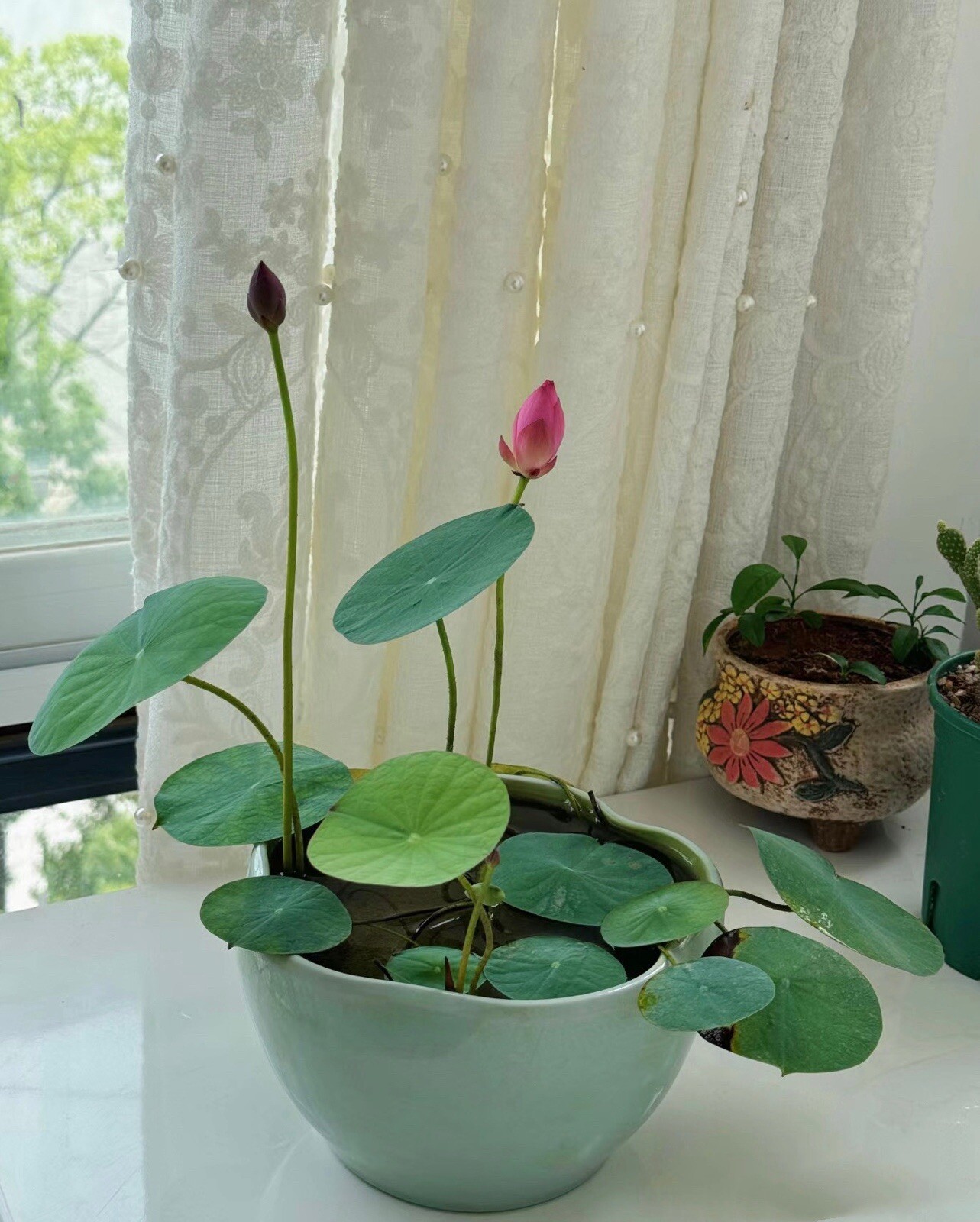 3Pcs Lotus Seedlings-Ready for Potting-Exotic Water Lily Aquatic Plant