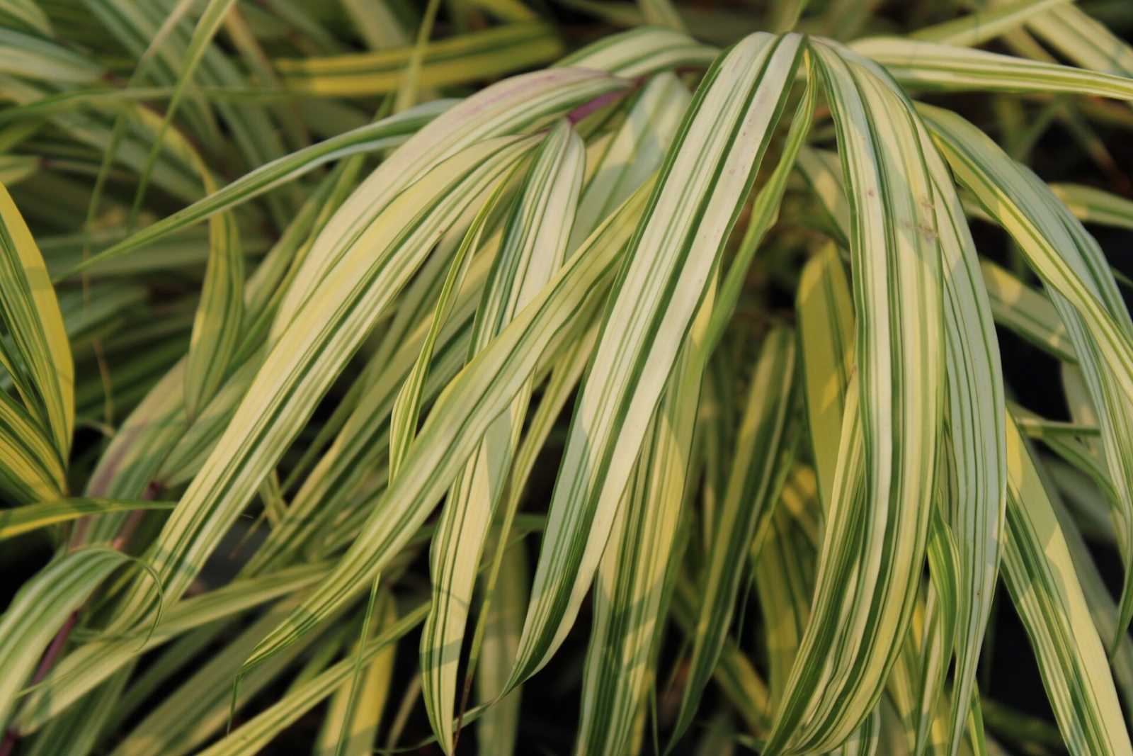 Hakonechloa macra ‘Aureola’ – Hakone Japanese Forest Grass *Live Plant