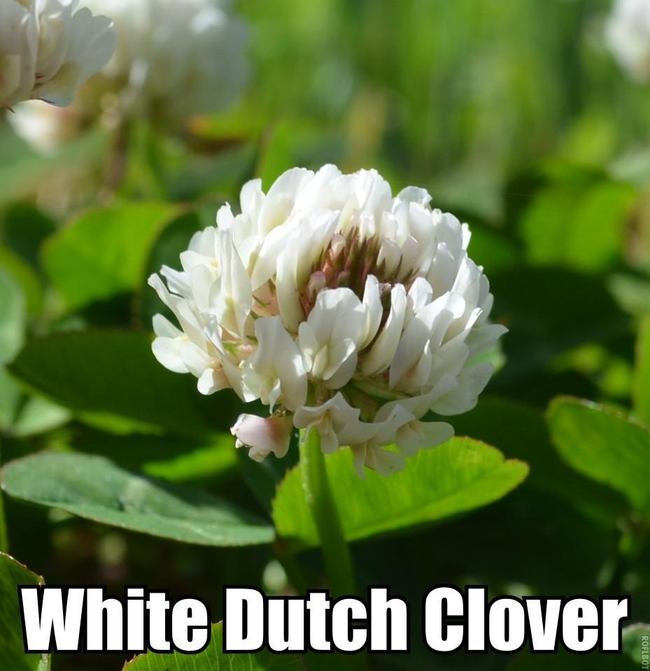 5 Pounds – White Dutch Clover Seed (Non GMO) Coated & Inoculated