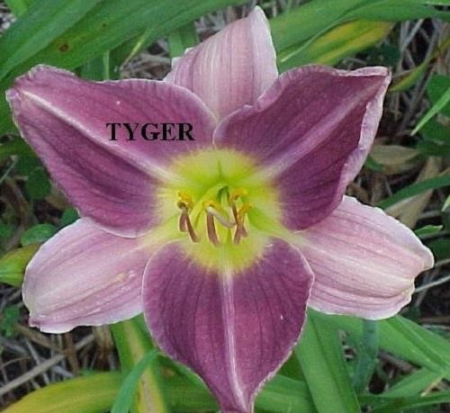 Daylily ~ PRAIRIE BLUE EYES ~ Beautiful Purple LIVE DAYLILIES ~ PLANTS