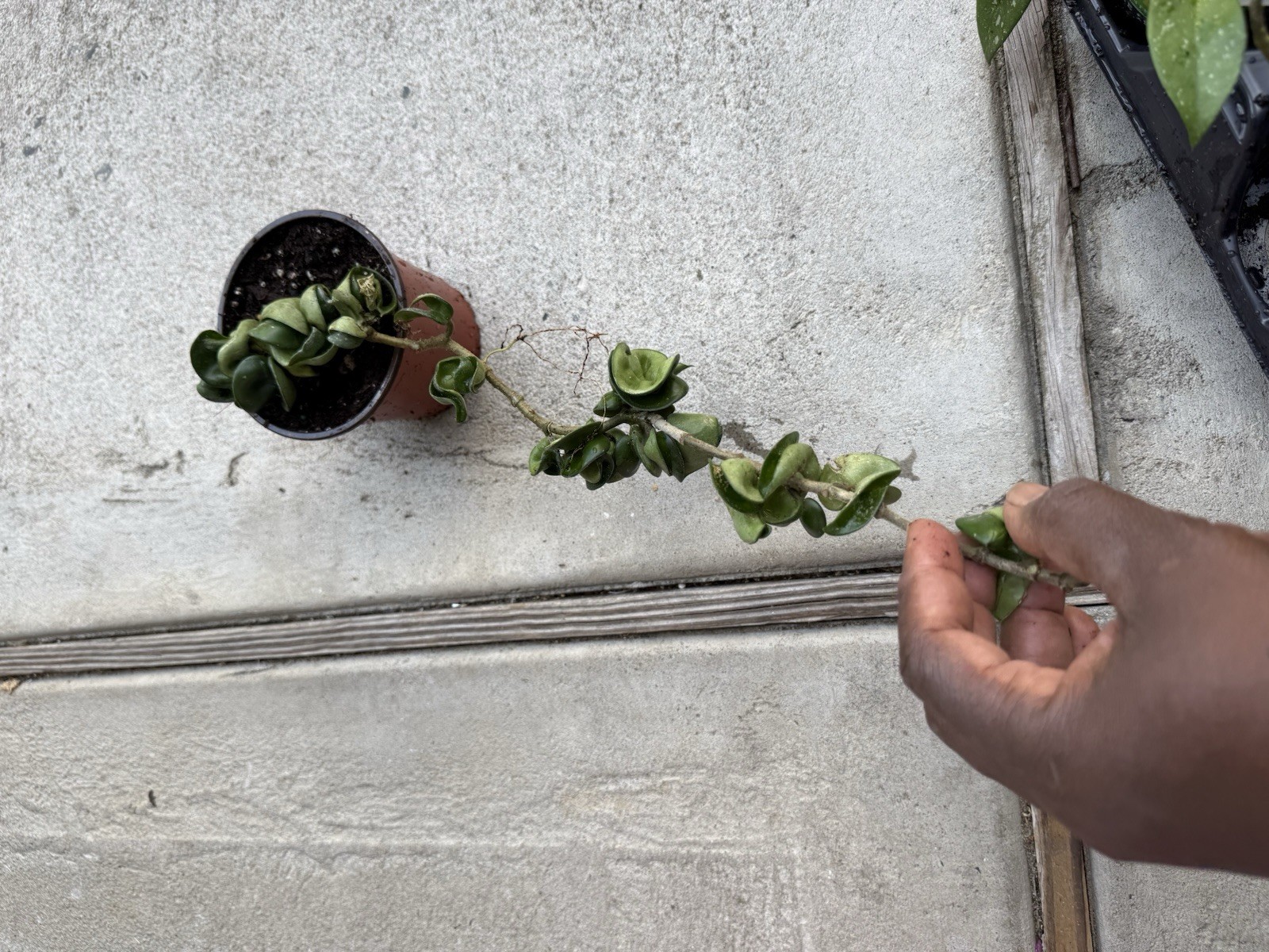 Hoya Indu Rope XL Large Long plant, Exotic Plant