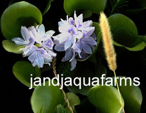 Water Hyacinth 24 plants natural filter stop algae koi pond garden J&J Aquafarms