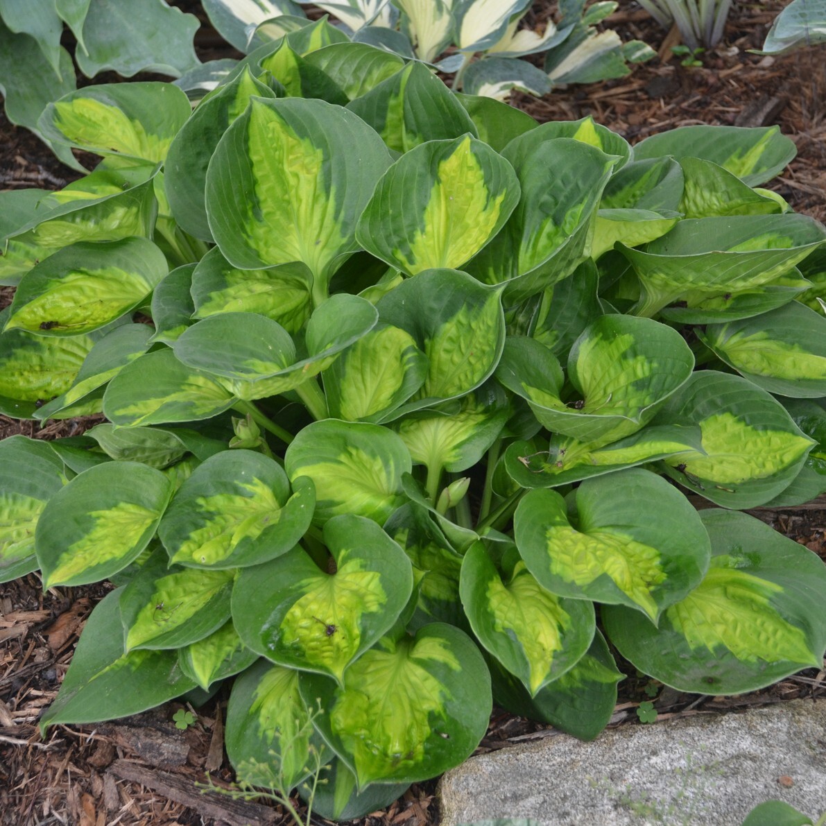 Hosta Pocketful of Sunshine 5.25″ Pot Well Rooted Perennial Shade Mini
