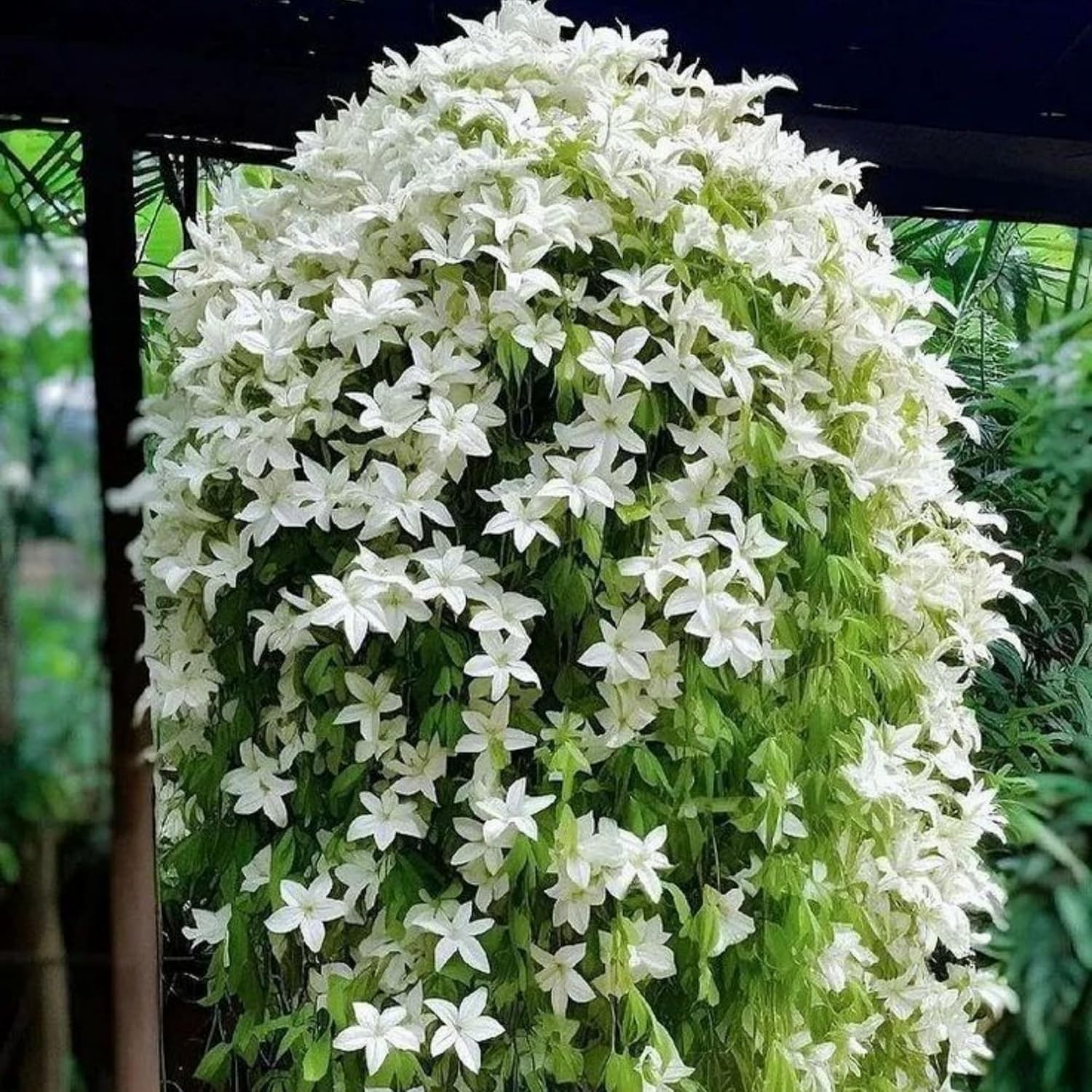 400+ Climbing Weeping Jasmine Flower Seeds for Planting Fragrant Plant Seeds Fou