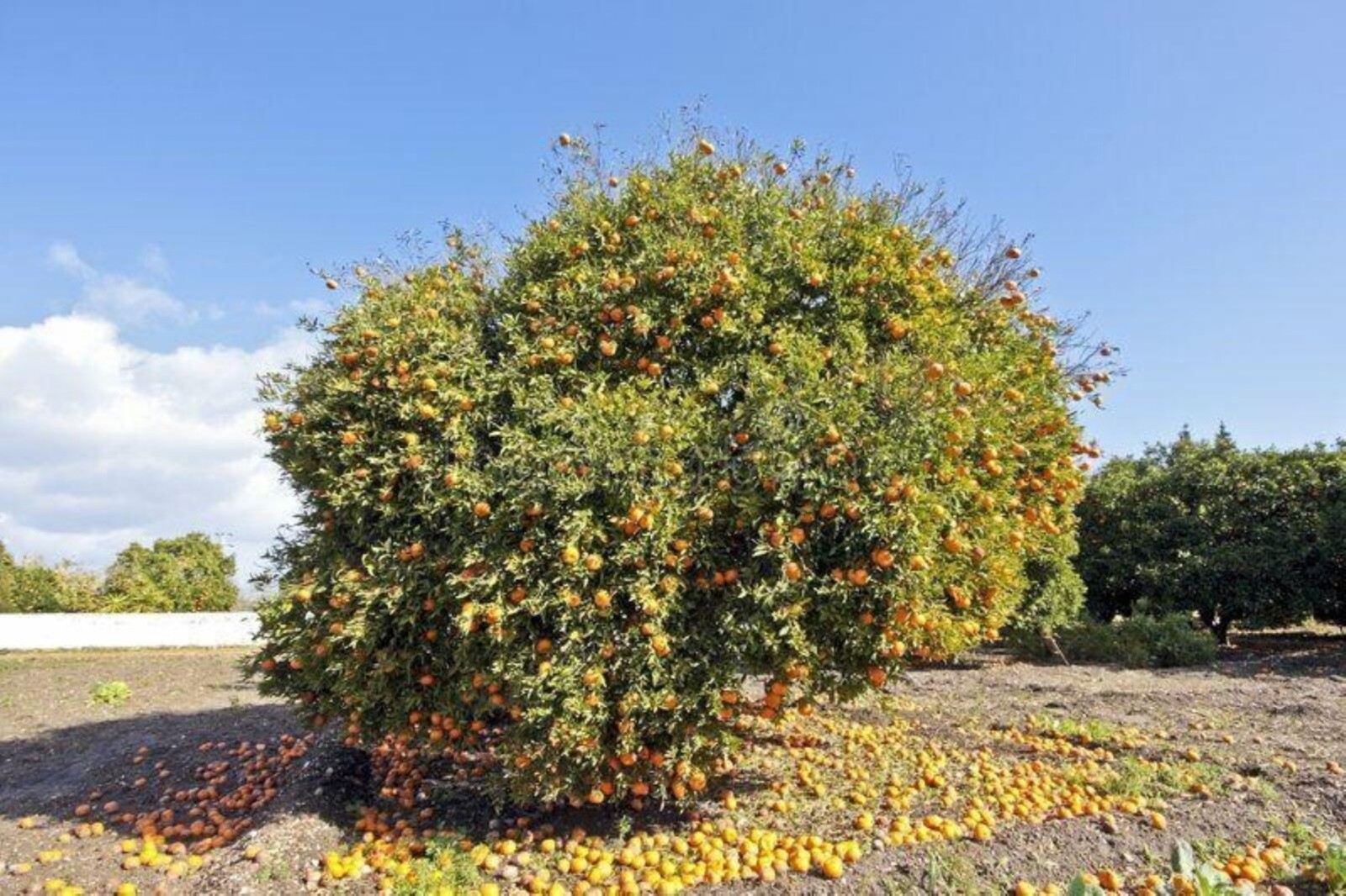 Florida only! Ponkan Mandarin, DWARF 26-30″ tall Chinese Honey Orange grafted