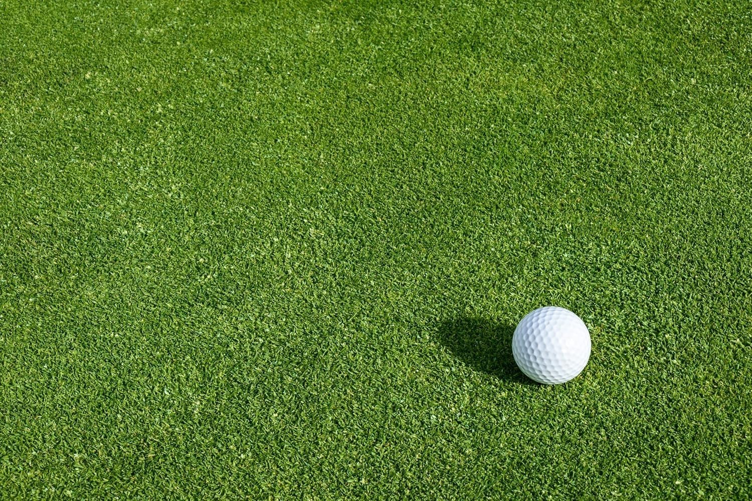 Creeping BentGrass Seeds, 1 Pound