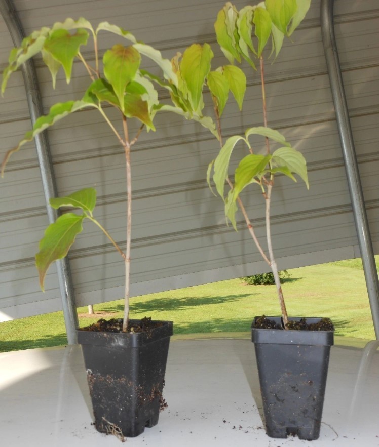 Kousa Japanese Dogwood Tree – 12-18″ Tall – 1qt Pot – Cornus Kousa – Zones 3–8