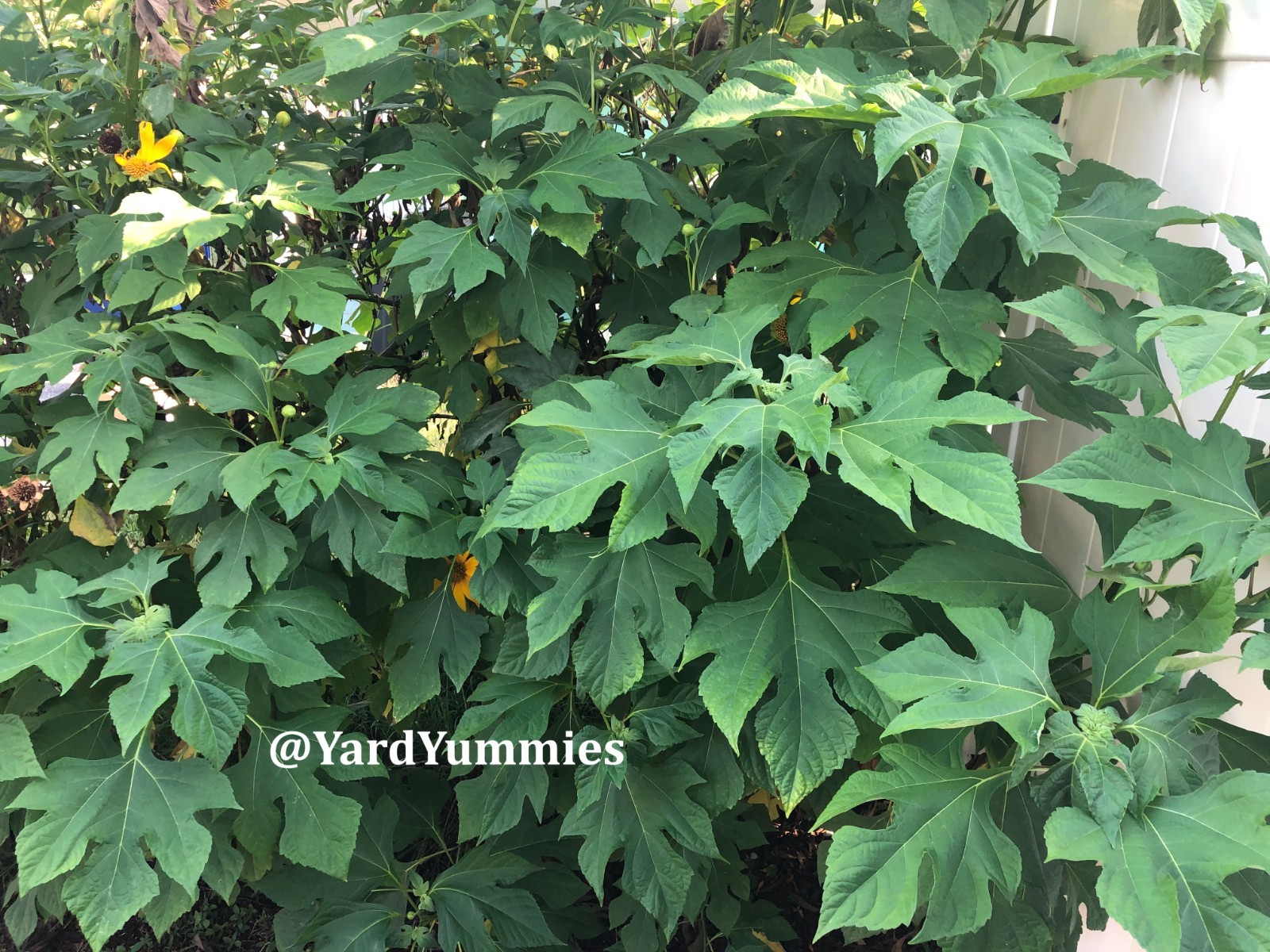 Mexican Sunflower Cuttings (Unrooted) Yellow Flower- Permaculture Chop & Drop