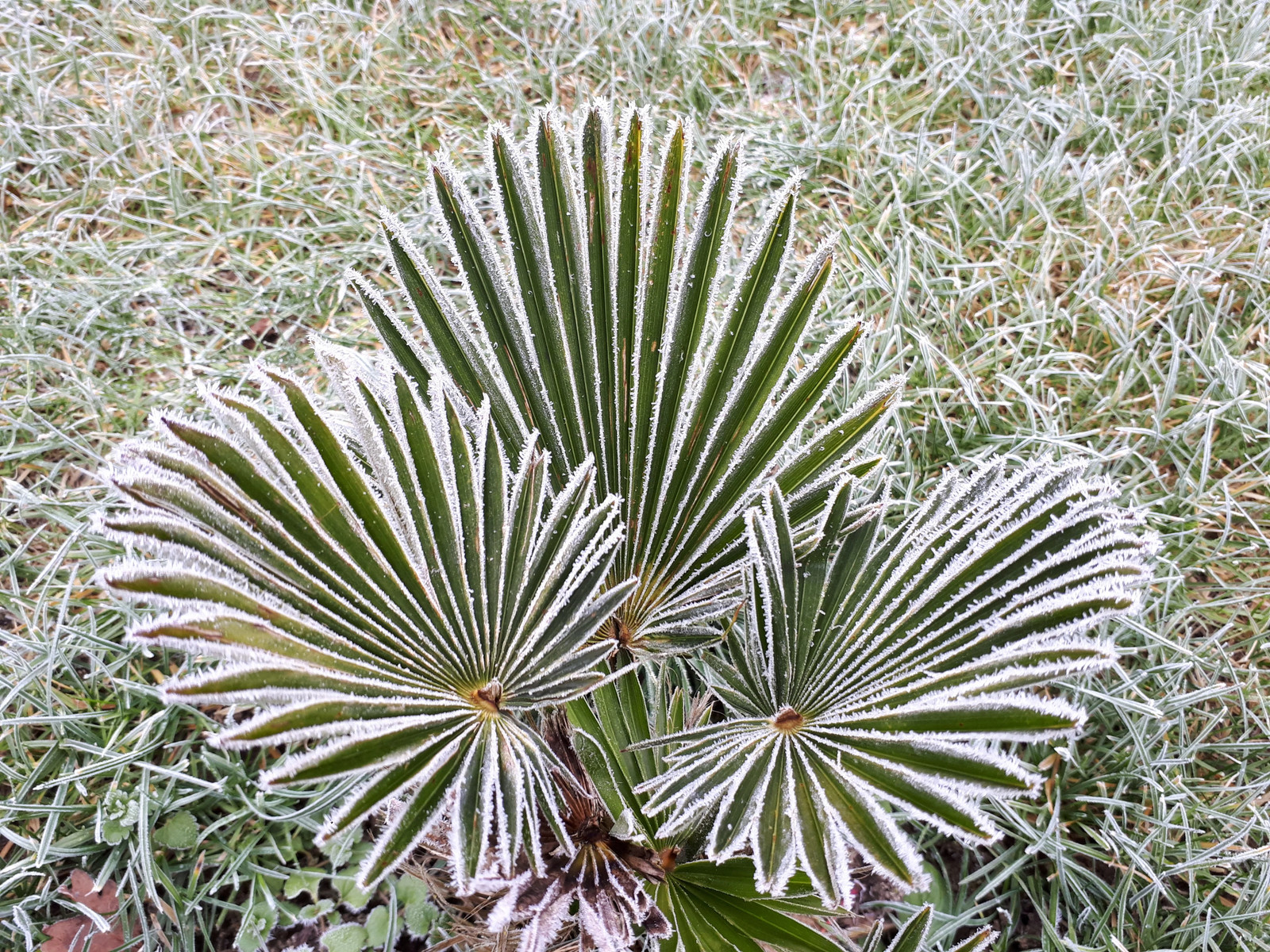 10 WAGNER WINDMILL PALM Trachycarpus Fortunei Wagnerianus Tree Houseplant Seeds