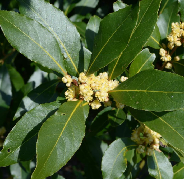 3 Live Bay Leaf Plant – Laurus nobilis – Culinary Herb – 8–10″ Tall – 3″ Pot
