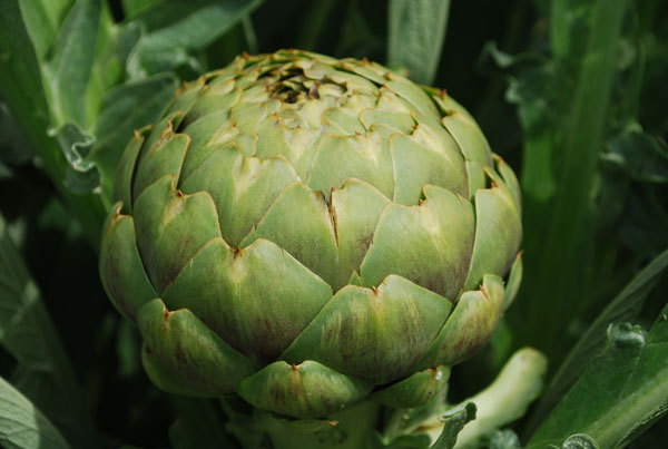 ARTICHOKE SEEDS * GREEN GLOBE VARIETY * OVERWINTERS IN MILD CLIMATES * 20 COUNT