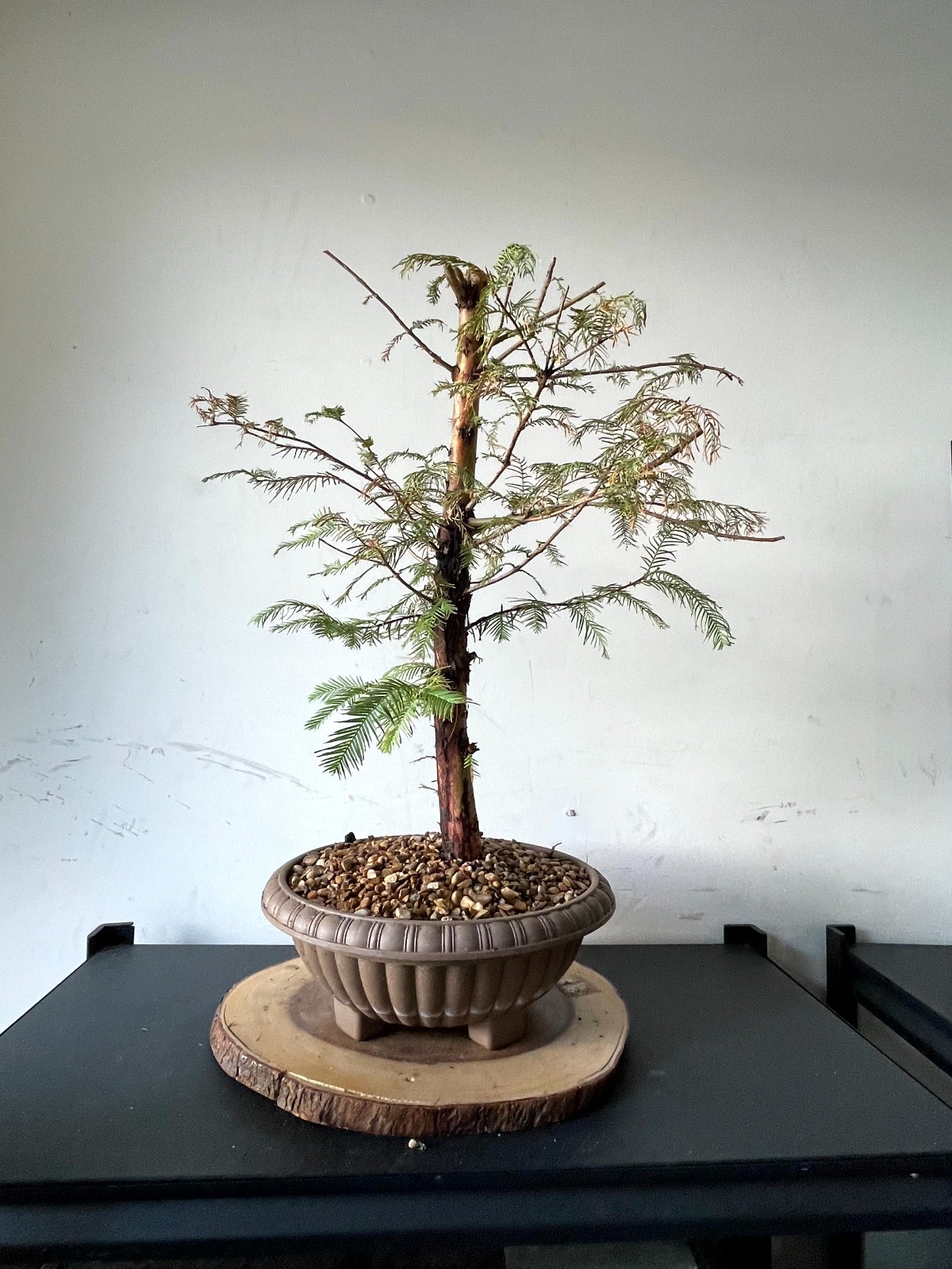 AWESOME! Fantastic Dawn Redwood Pre-Bonsai, 18 Years, GREAT TRUNK