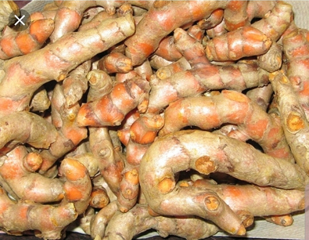 Organic Turmeric Curcuma Longa Roots 8oz for Cooking, Tea, Spices, Free Shipping