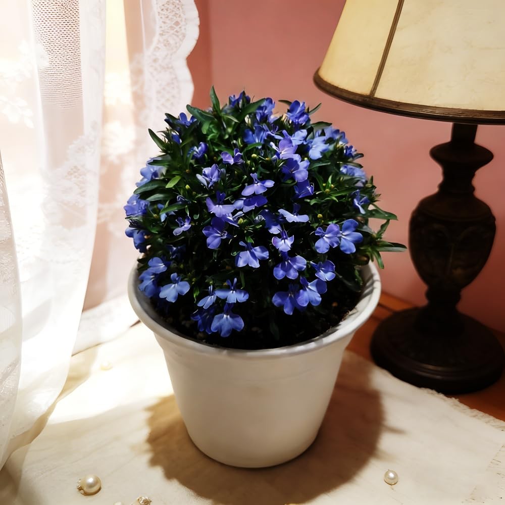 Blue Woolly Thyme Seeds,20001+ Blue Creeping Thyme Seeds Ground Cover
