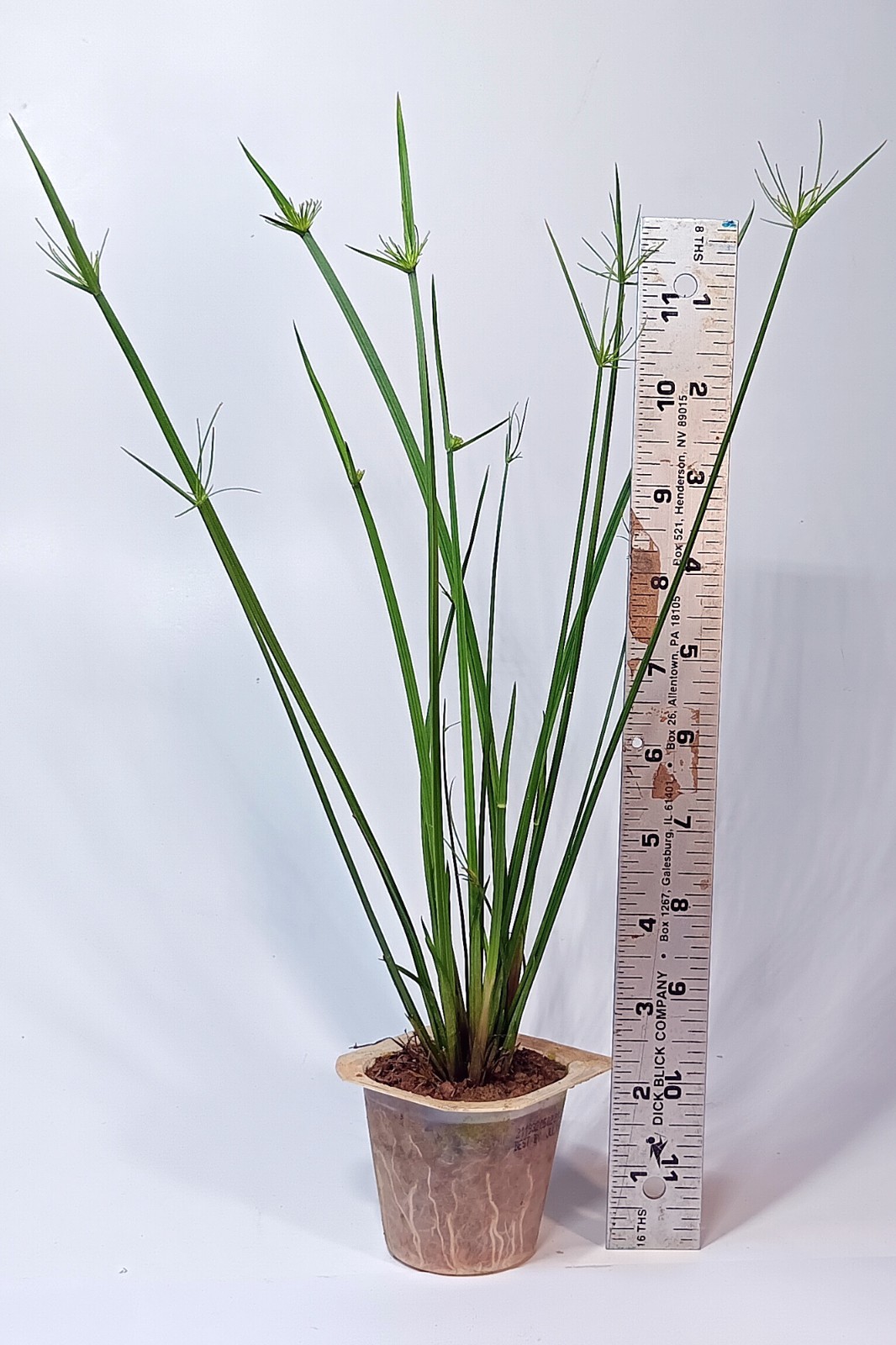 Dwarf Papyrus (Cyperus haspan) LIVE Plants 2 in. Pot * Buy 2 Get 1 Free