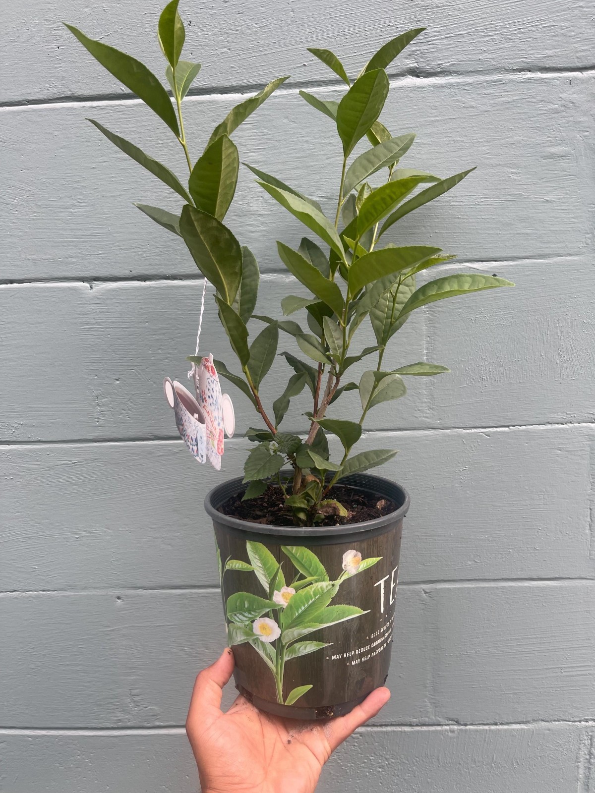 Camellia Sinensis Tea Plant Live Herbal Tea Garden Plant Gift Idea