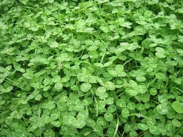 5,000 Miniature Clover Seeds