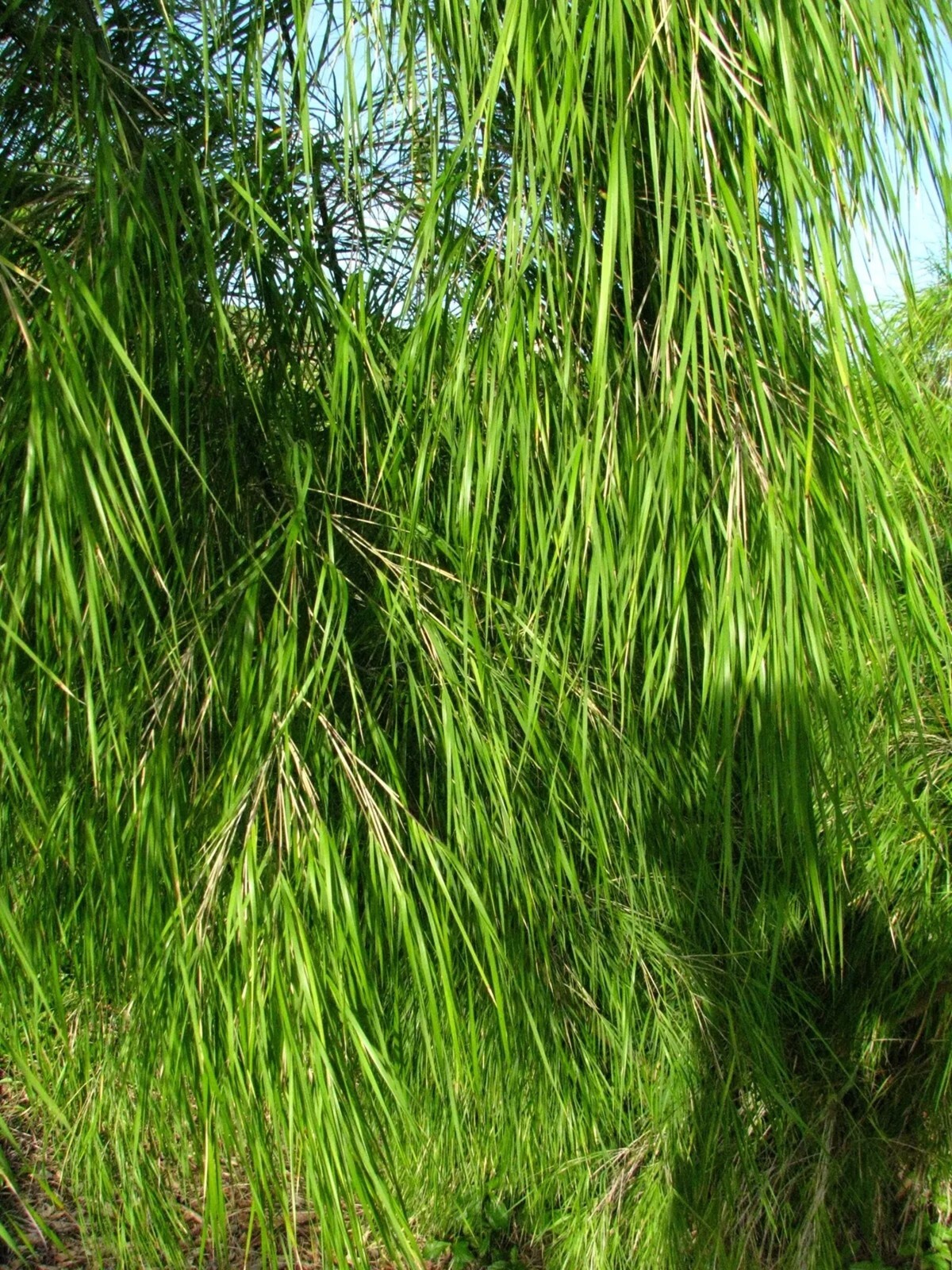100 Mexican Weeping Bamboo Seeds Perennial Ornamental Seed Privacy US SELLER