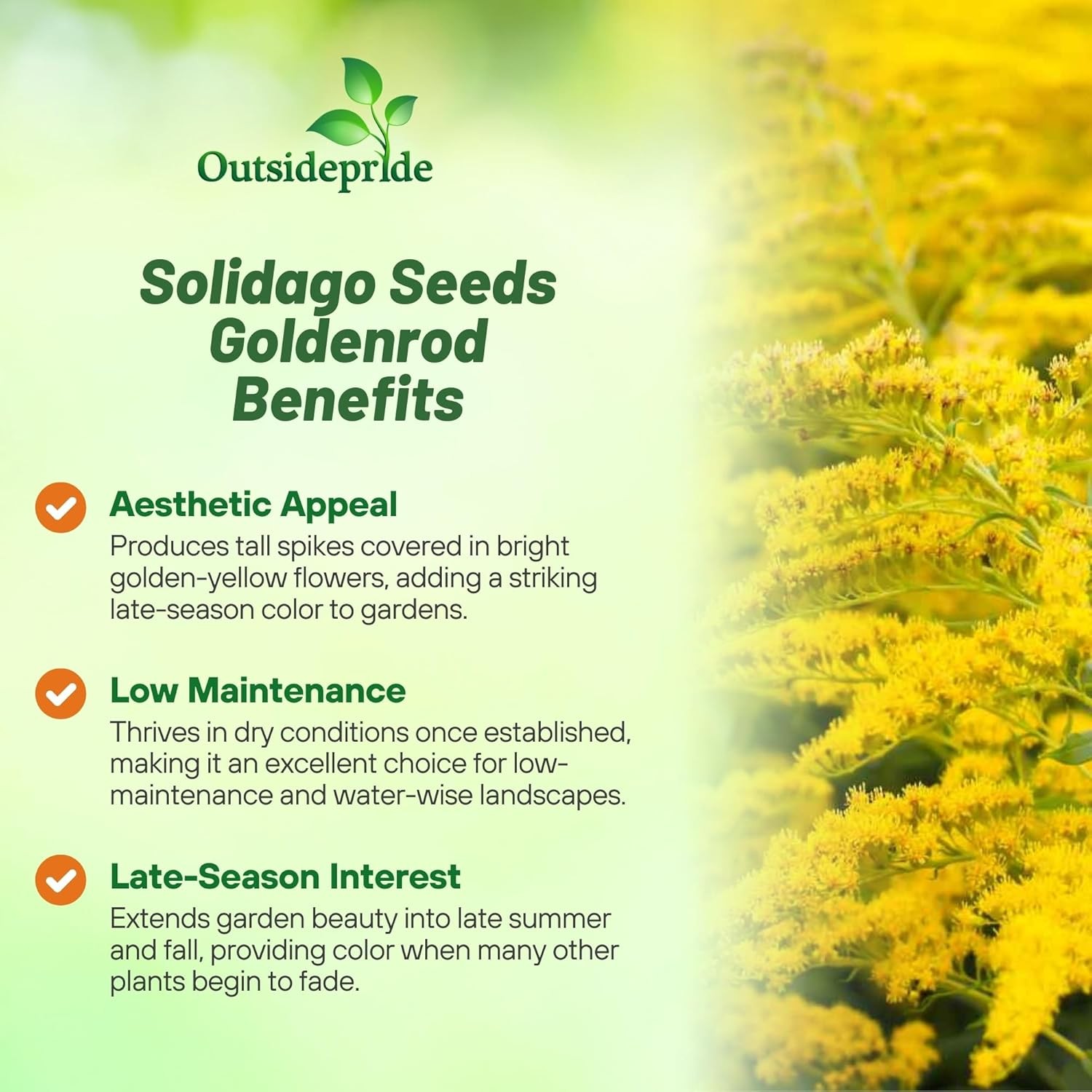 10000 Seeds Yellow Solidago Seeds For Planting – Goldenrod Flower Seed
