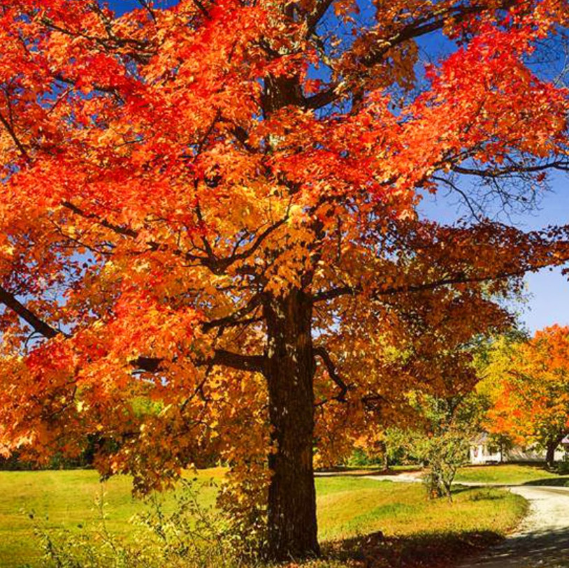 Sugar Maple Tree – Quart Pot Live Plant – Acer saccharum for Landscape & Shade