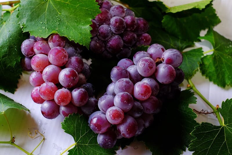 WINE GRAPE VINES FOR SALE-CHAMPANEL 1 LITER CONTAINER GROWN-PLANTABLE YEAR ROUND