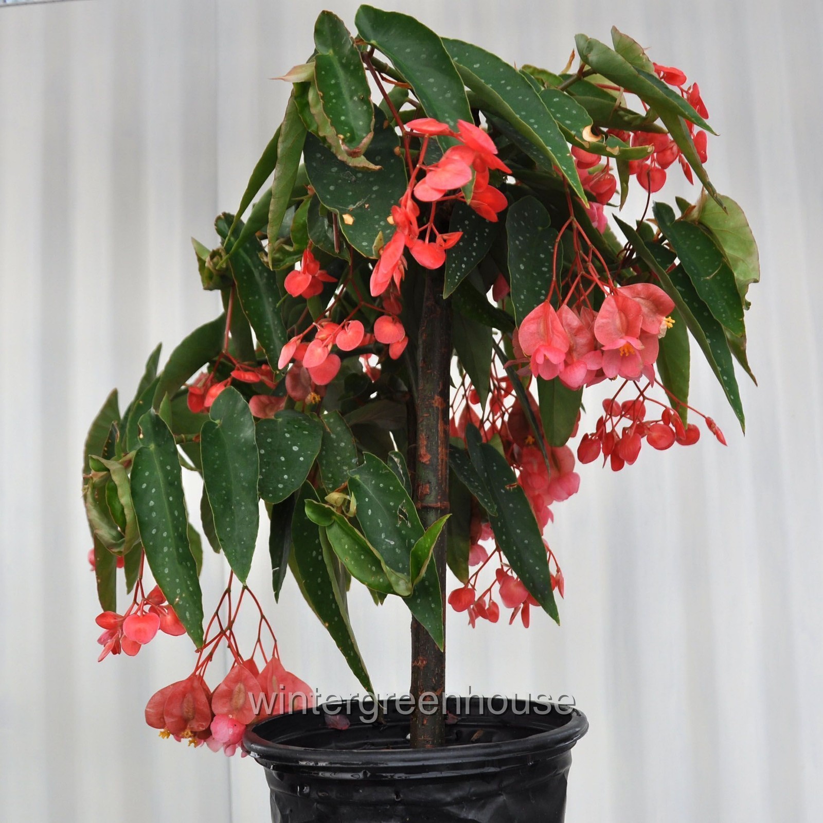 Begonia maculata Tamaya, Bamboo Cane Begonia, Container Size: 4.5″