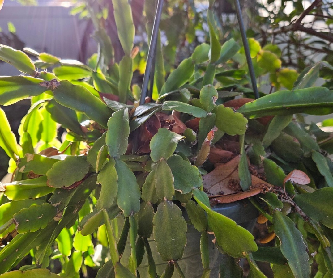 Rhipsalis agudoensis -Orchid Cactus-5 cuttings/4 inches each. Full Sun.