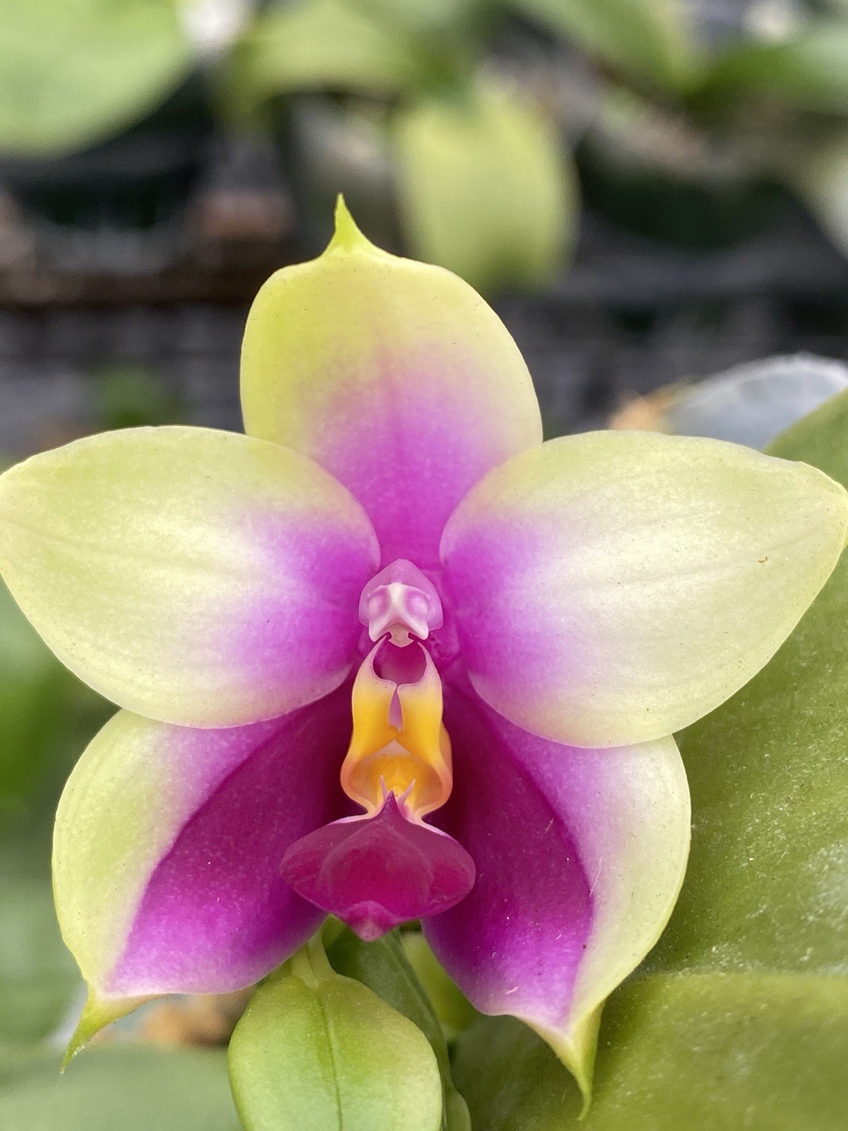 Original Phal Phalaenopsis species bellina-FRAGRANT