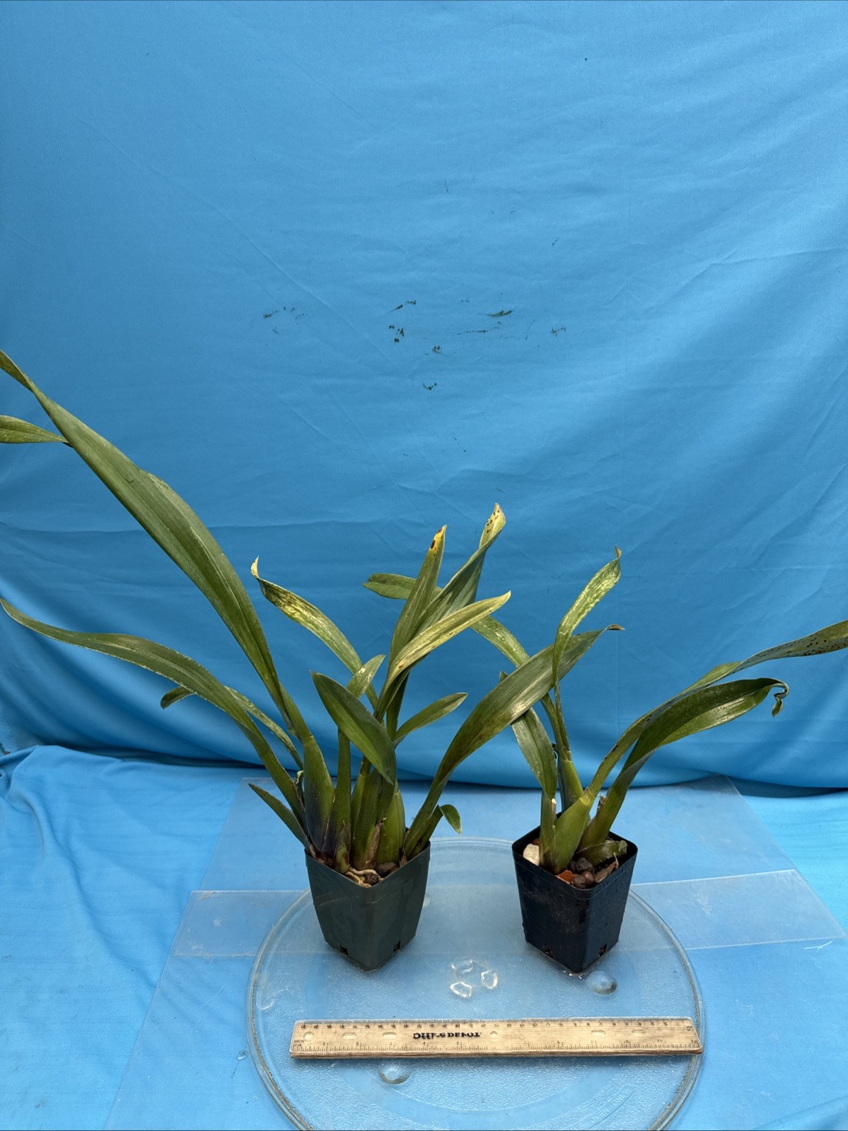 Brassada Memoria Bert Fields BS New Division Orange Spotted Orchid Hybrid 4” Pot