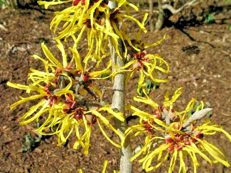 10 HARLOW CAR WITCH HAZEL SEEDS -Hamamelis × intermedia