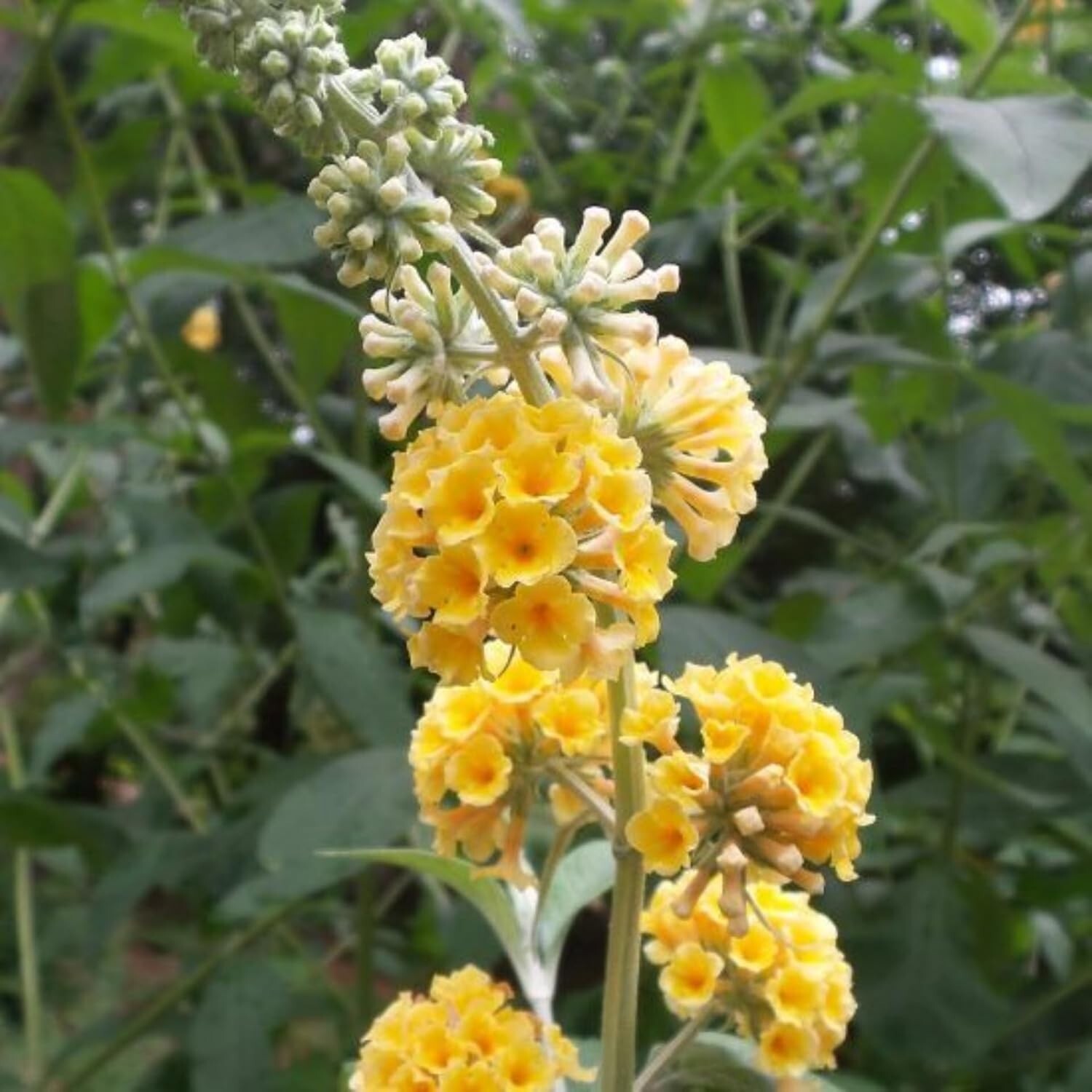 Yellow Butterfly Bush Starter Plant 4-6″ Tall-Honeycomb Buddleia Plant